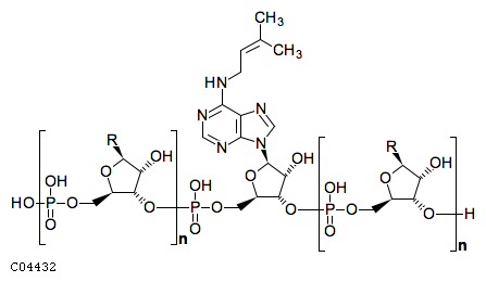 GIF of tRNA containing 6-isopentenyladenosine;