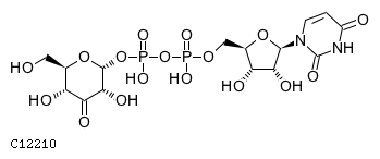 GIF of UDP-3-ketoglucose;