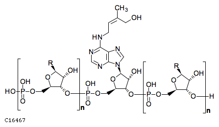 GIF of cis-Prenyl-tRNA;