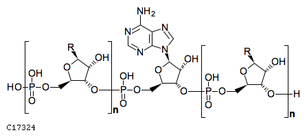 GIF of tRNA adenine;